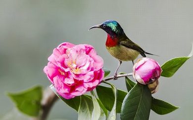 小说下载txt电子书免费下载全本